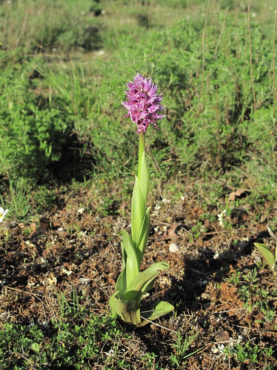 Orchis simia